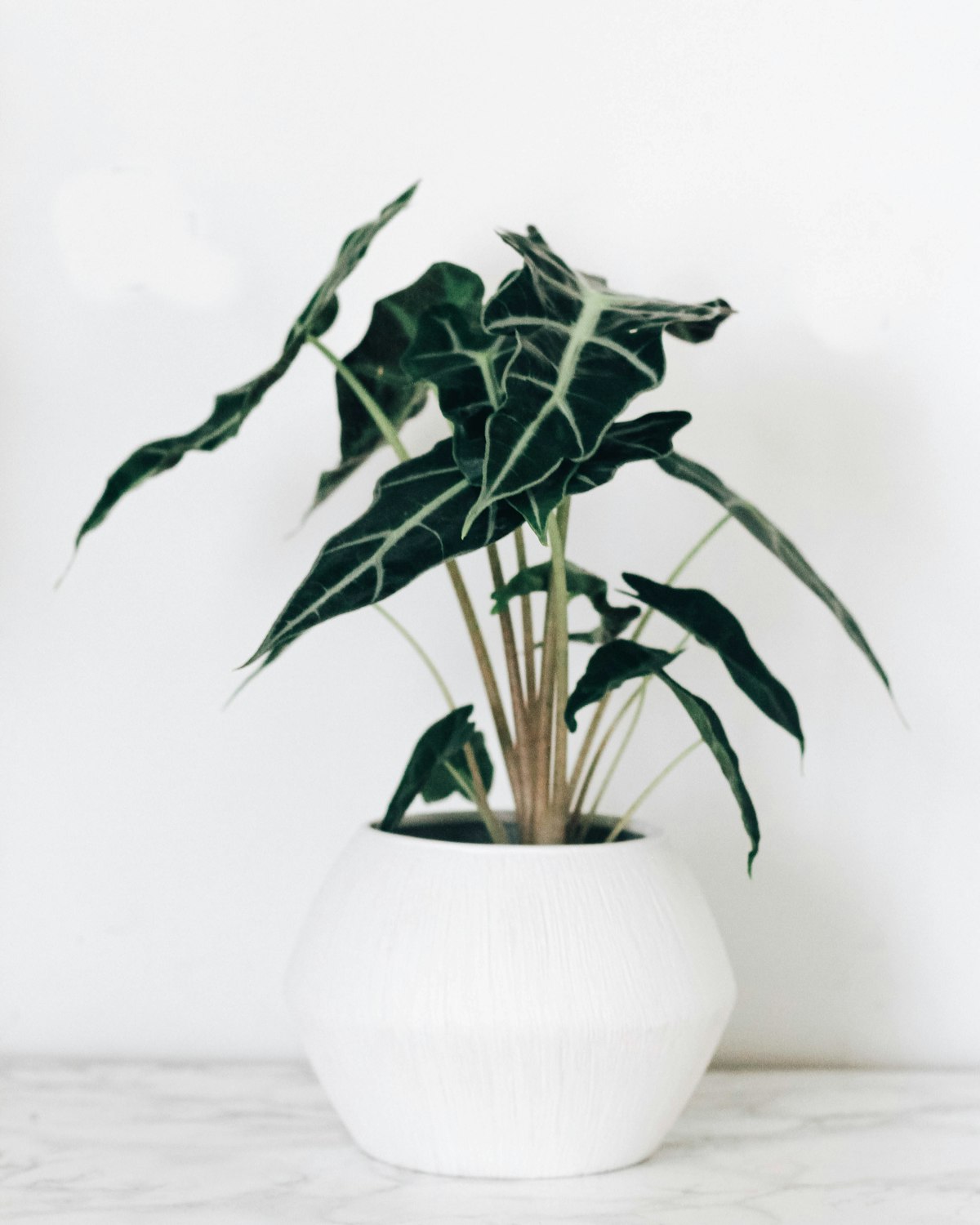 Potted plant on a marble surface against a bright wall